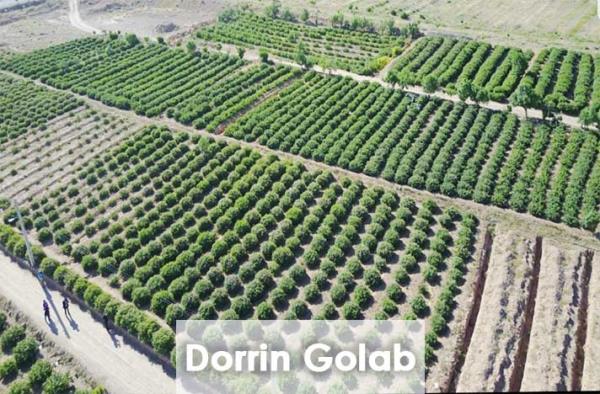 dorrin golab